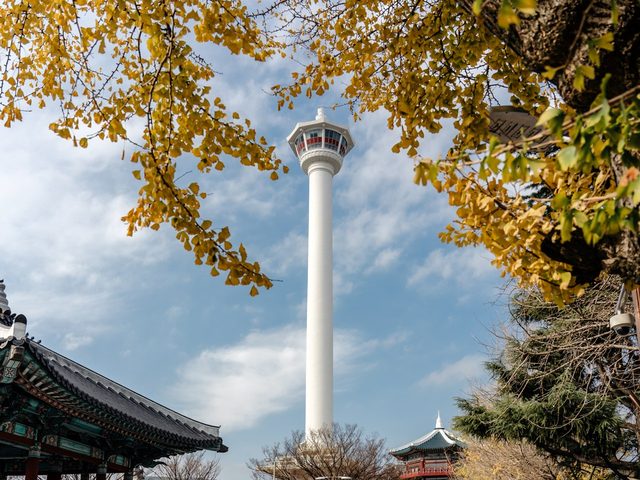 黄色いイチョウの葉越しに見える龍頭山公園の釜山タワー